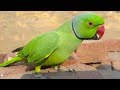 Cute Parrots On Bricks And Talking