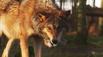 Evolve - Cinematic Soundscape w/ Calm Strings & Synths (Wildlife Edit v2)