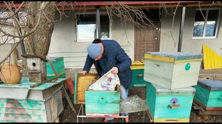 Зимовка бджолосімей 2022- 2023 розпочалась / Бджільництво в Україні