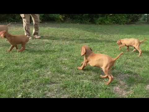Videó: 10 kutyafajták a legjobb szaglással