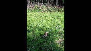 Pinson Des Arbres - Mâle - Fringilla Coelebs