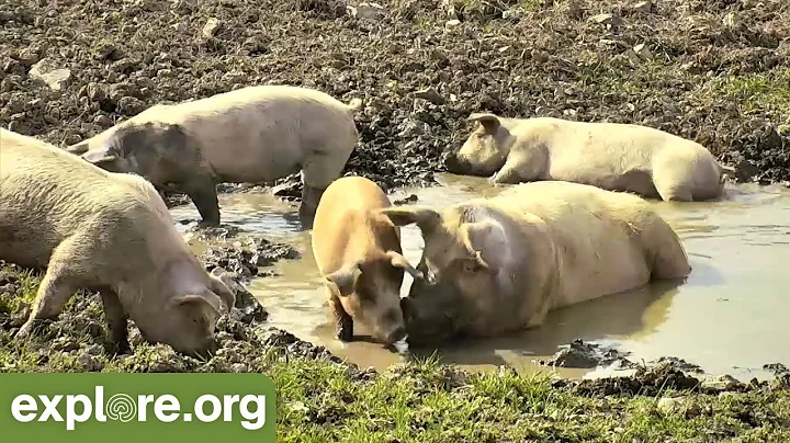 Five Fascinating Facts About Pig IQ - Never Stop Learning