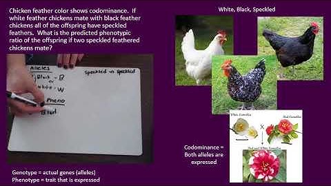 Genetics Codominance Practice