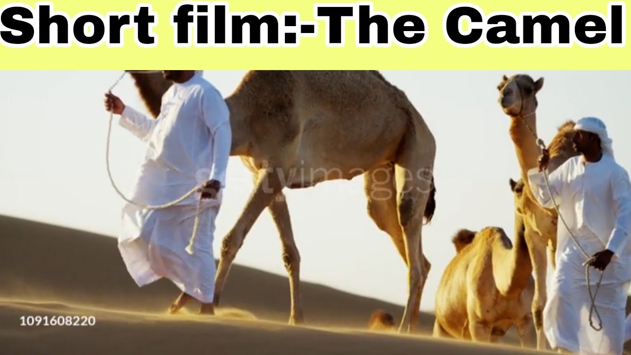 The Camel:-short_film🐪🐪🐪