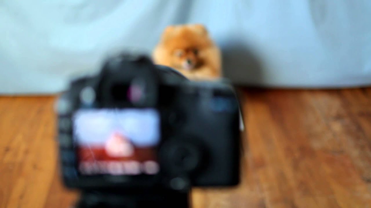 Behind the scenes: Flint the Pomeranian, smiling on cue
