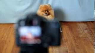 Behind the scenes: Flint the Pomeranian, smiling on cue