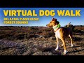 No ads tv for dogs  dog walking in the forest with nature sounds  relaxing music for dogs