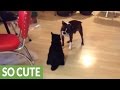 Epic battle between Boston Terrier and Manx cat の動画、YouTube動画。