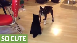 Epic battle between Boston Terrier and Manx cat