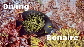 Bonaire Diving 2023