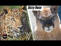 Leopard vs Puma 2023