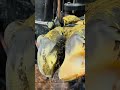Cow Hoof EXPLODES With Pus After One Cut 😱🐄 #shorts