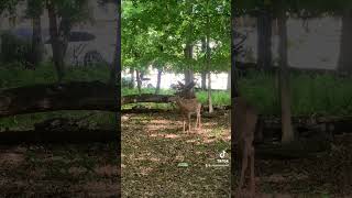 Deer + Woodpecker