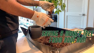 Saving A Money Tree From Root Rot! screenshot 4