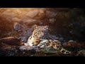 Ледяное Царство Снежного Барса / The Frozen Kingdom of the Snow Leopard | HD |