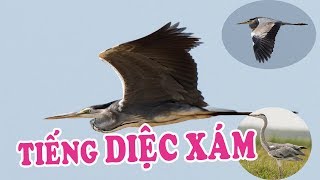 Tiếng diệc xám , diệc phấn mp3 gọi bầy mới nhất
