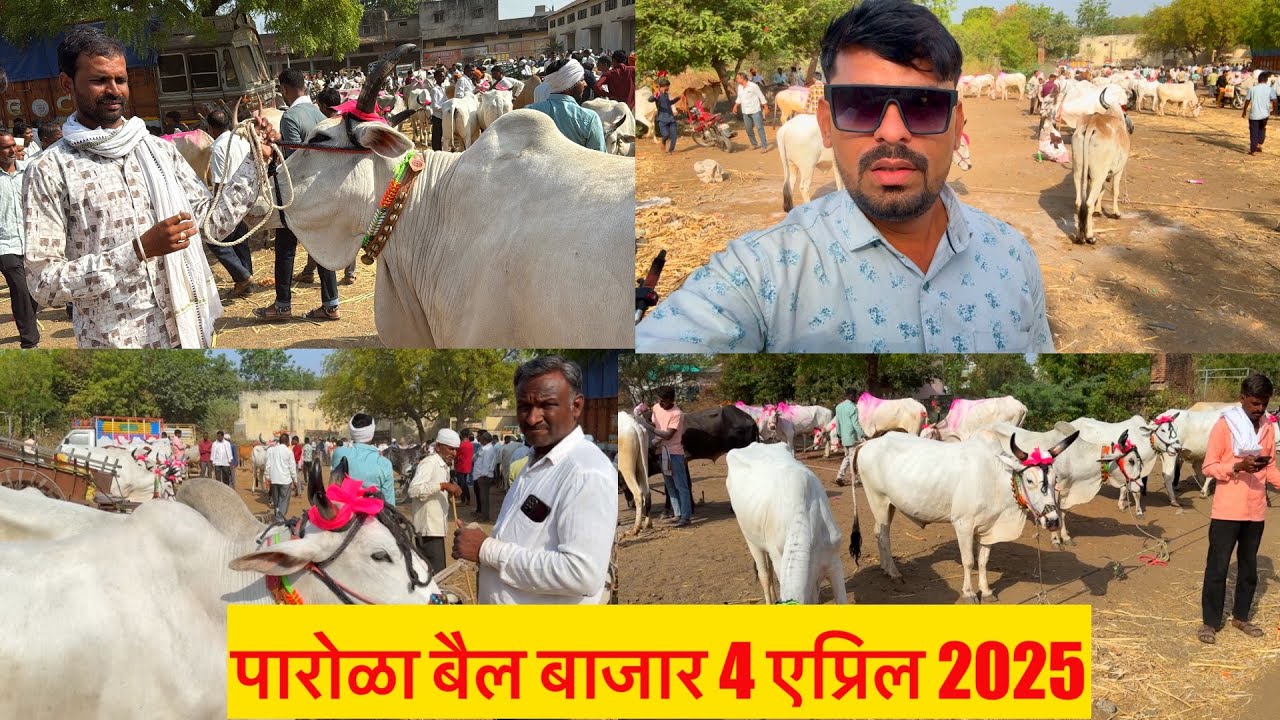पारोळा बैल बाजार live 🔴 4 एप्रिल 2025 || Parola Bail Bajar #बैलबाजार #bail_bazar_bhav