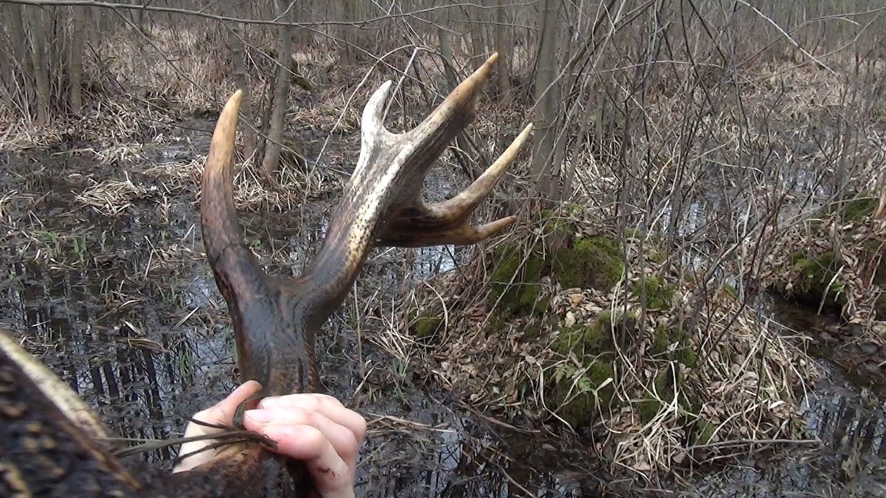 Poroże z bagien - Trzecia wyprawa w sezonie /14-03-2025/