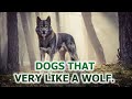 DOGS THAT VERY LIKE A WOLF!