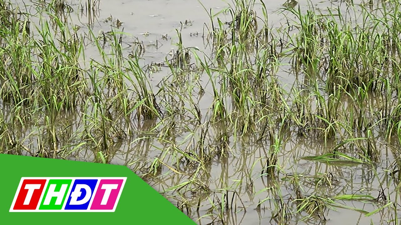 Đồng Tháp: Hàng chục hecta lúa thiệt hại do trạm bơm... - youtube