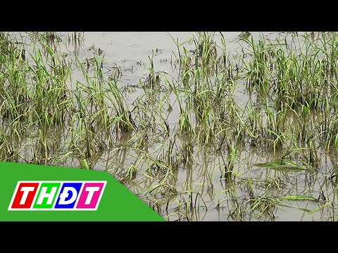 Video Đồng Tháp: Hàng chục hecta lúa thiệt hại do trạm bơm... - youtube