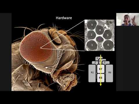 Video: Neurale Circuits Rijden Larvale Motoriek In Drosophila