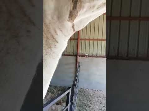 التريبانوسوما الحاده الهيام في أوضح صوره دموع غزيره اذا رأيت الجمل باكيا فإنه الهيام د علي ابوالعلا