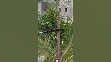 Tôi làm con dao quắm phát rẫy bằng thép mảnh bom chặt cây như chặt chuối vậy