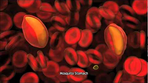 Onde o mosquito da malária se reproduz?
