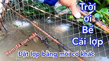 Dữ Lắm Rồi Trúng bầy cá lăng cá Trê khủng. Đặt lợp như vậy mới mê. Lay the roof of snakehead fish