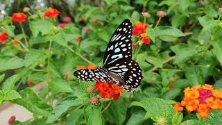 Relaxation with Butterflies and Piano. Ephemeral Harmony.