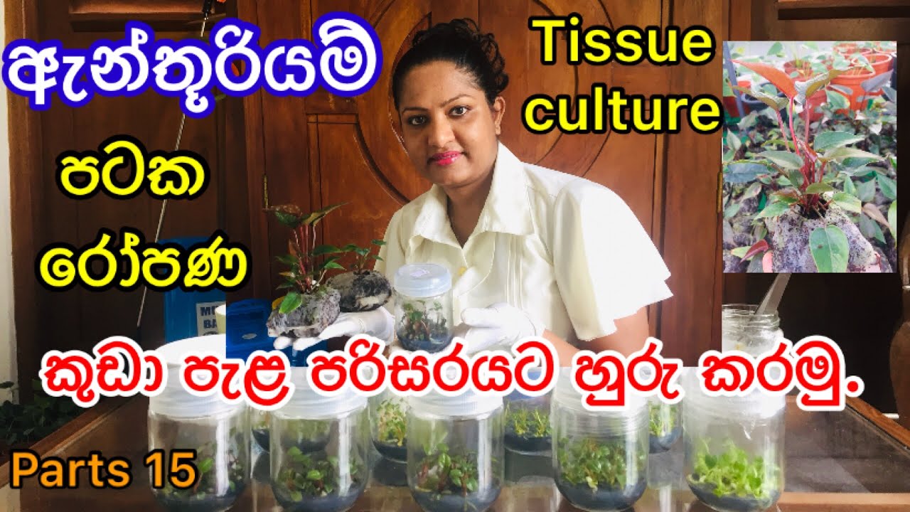 How to grow tissue culture small Anthurium plant/පටක රෝපිත කුඩා ඇන්තූරියම් පැල පරිසරයට හුරු කර ගනිමු