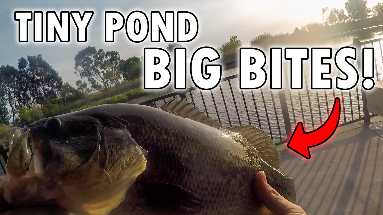 THIS SMALL POND HOLDS BIG BASS!