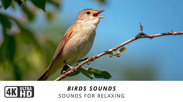 Relaxing Bird Sounds for Sleeping - Calming Birds Chirping Ambience, Nature's Most Beautiful Melody thumbnail