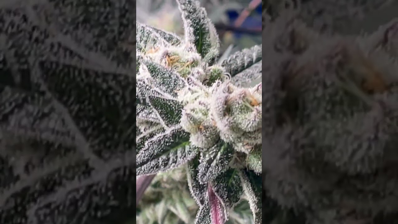 Week 7 Day 51 In Flower in the garden! Exotic Genetix (Bubble Up, apes n Space , & milktopia)