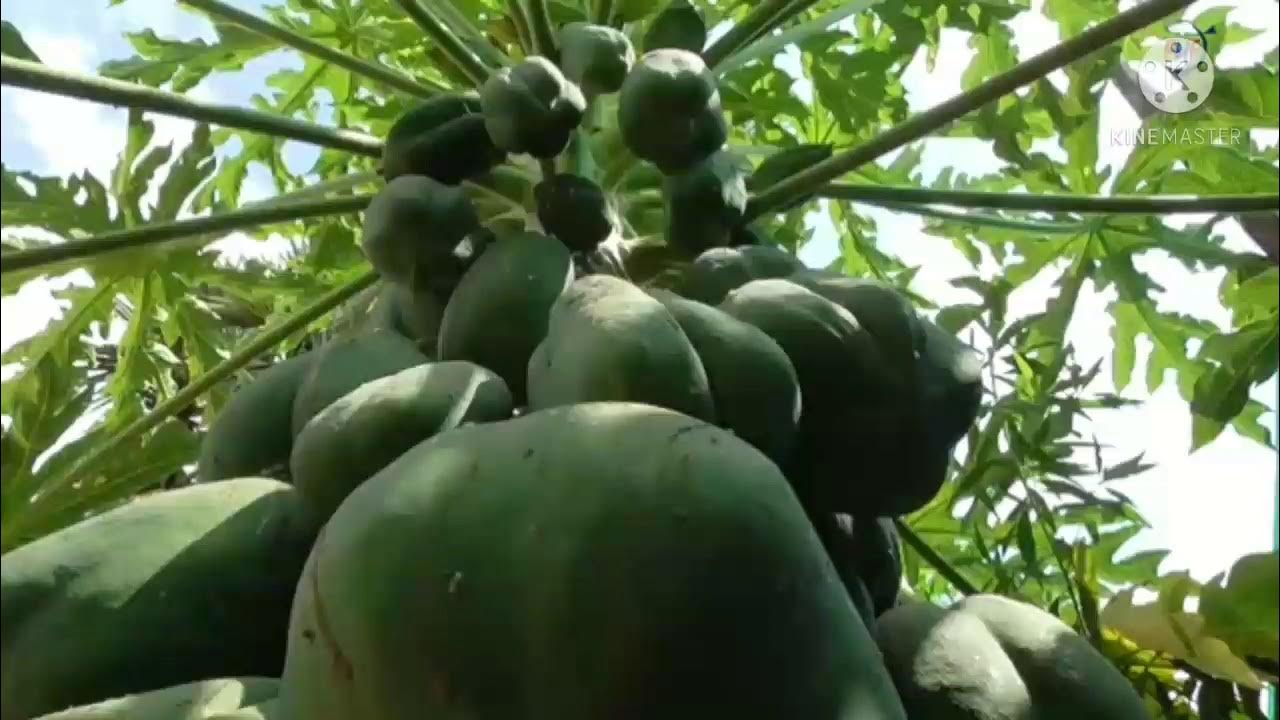 Benefits of papaya in hindi YouTube