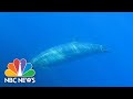 New Species Of Beaked Whale Possibly Found Off Mexico | NBC News NOW