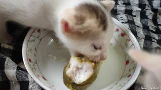 Kitten VERY Protective of her Food || Nitin Nutun by Nitin Nutun 109 views 2 years ago 2 minutes, 20 seconds