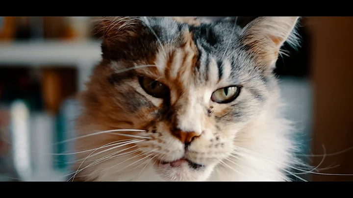 Video 3798701: maine coon black silver, black white maine coon