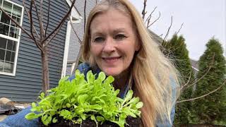 Take the Seedlings out of the Bag!