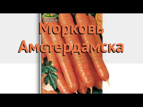 Морковь обыкновенный Амстердамска (amsterdamska) 🌿 обзор: как сажать, семена моркови Амстердамска