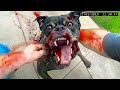 When Criminals Try To Run From Police Dogs And It Backfires