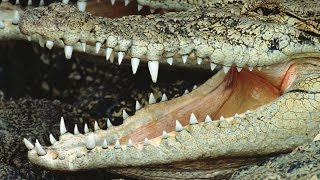Животные с невероятными #зубами, в существование которых трудно поверить Животные с невероятными #зубами, в существование которых трудно поверить