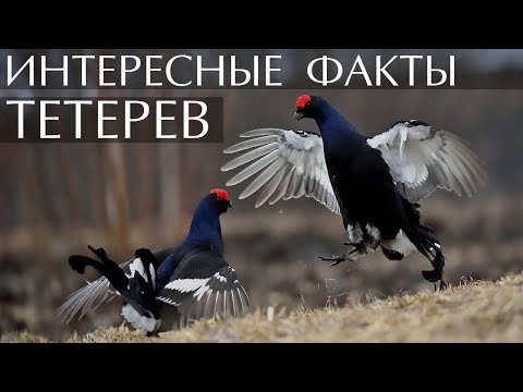 Тетерев - интересные факты