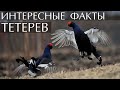 Тетерев - интересные факты