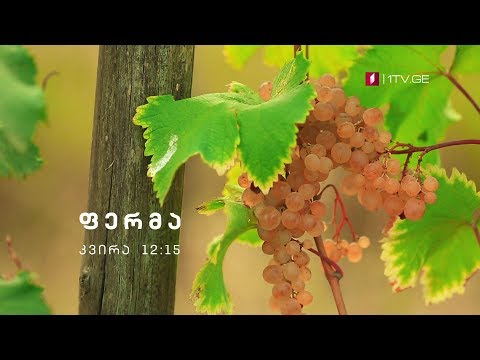 „ფერმა\" - 4 ნოემბერს, 12:15 საათზე