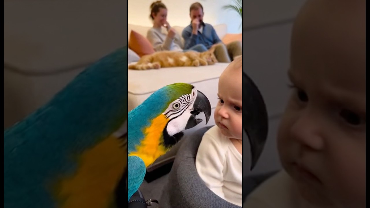 初めてオウムに文句を言われた赤ちゃん。どうしていいかわからず固まってしまう。👶🦜#parrot #baby #cute #funny #shorts #赤ちゃん #オウム