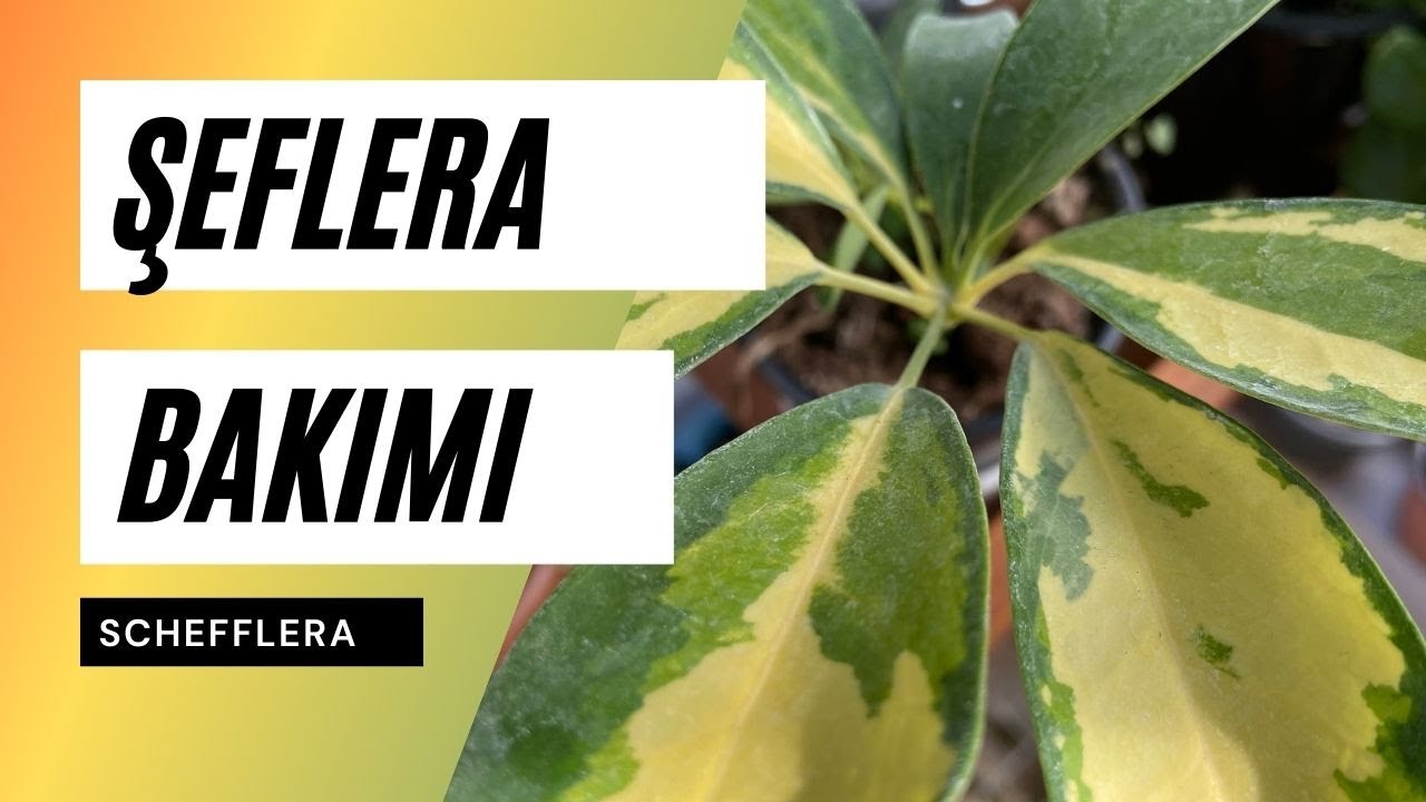 Şeflera Bakımı Nasıl Yapılır? Yaprakları Yapış Yapış Neden?🧐