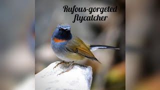 Rufous-Gorgeted Flycatcher