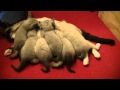 Siamese Kittens SnowShoe Nursing 00105.MTS の動画、YouTube動画。